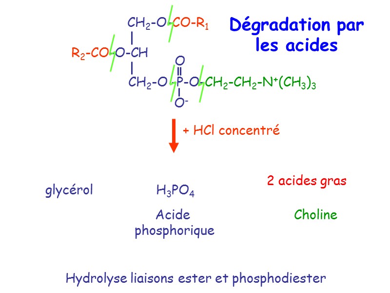 Hydrolyse liaisons ester et phosphodiester Choline 2 acides gras glycérol H3PO4 Acide  phosphorique